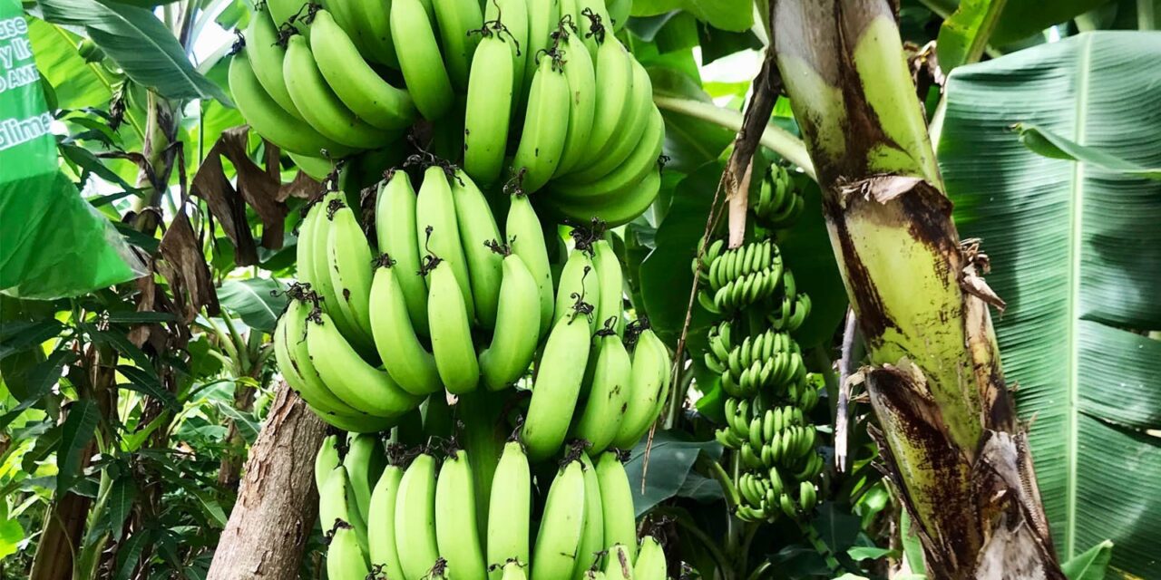 La pandemia del banano atemoriza a América Latina y el Caribe