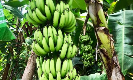 La pandemia del banano atemoriza a América Latina y el Caribe