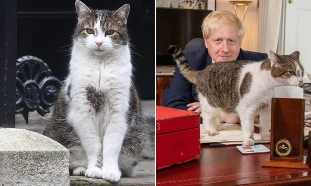 Larry el gato que tiene un cargo en el gobierno del Reino Unido