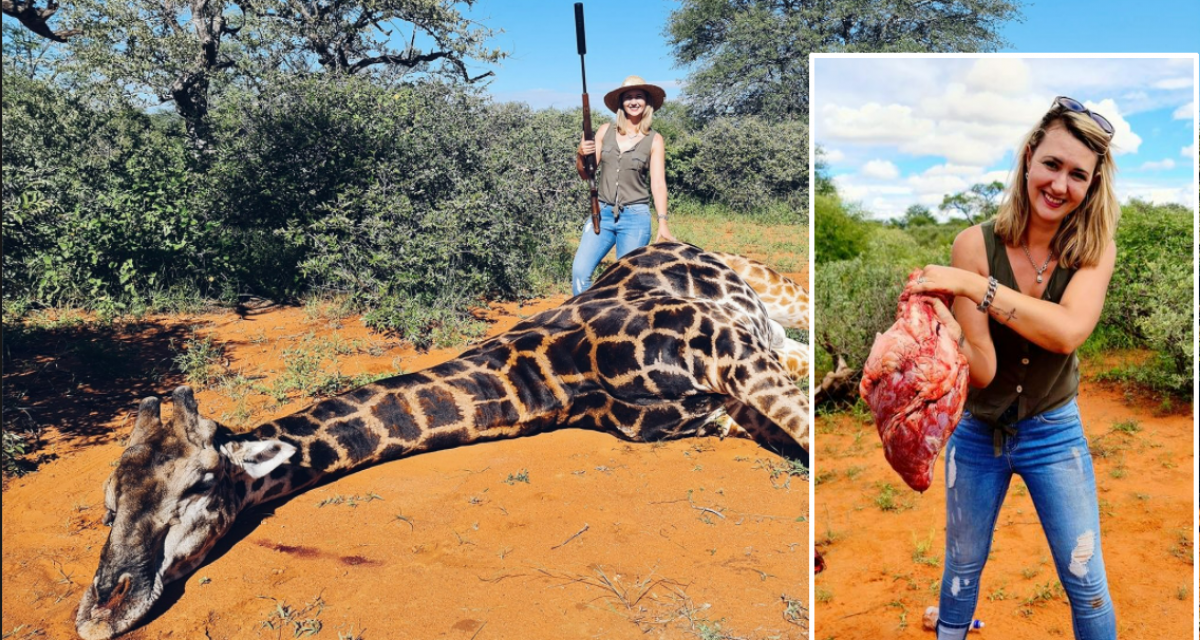 Una cazadora mata a una jirafa y posa con su corazón en Facebook