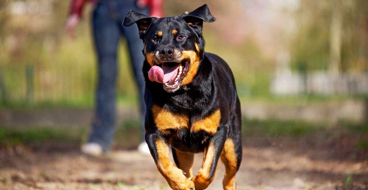 Rottweiler y pug, los perros favoritos en Iberoamérica
