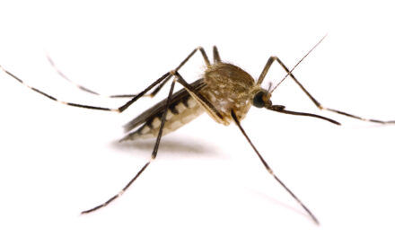 Los mosquitos modificados genéticamente de Bill Gates causan polémica