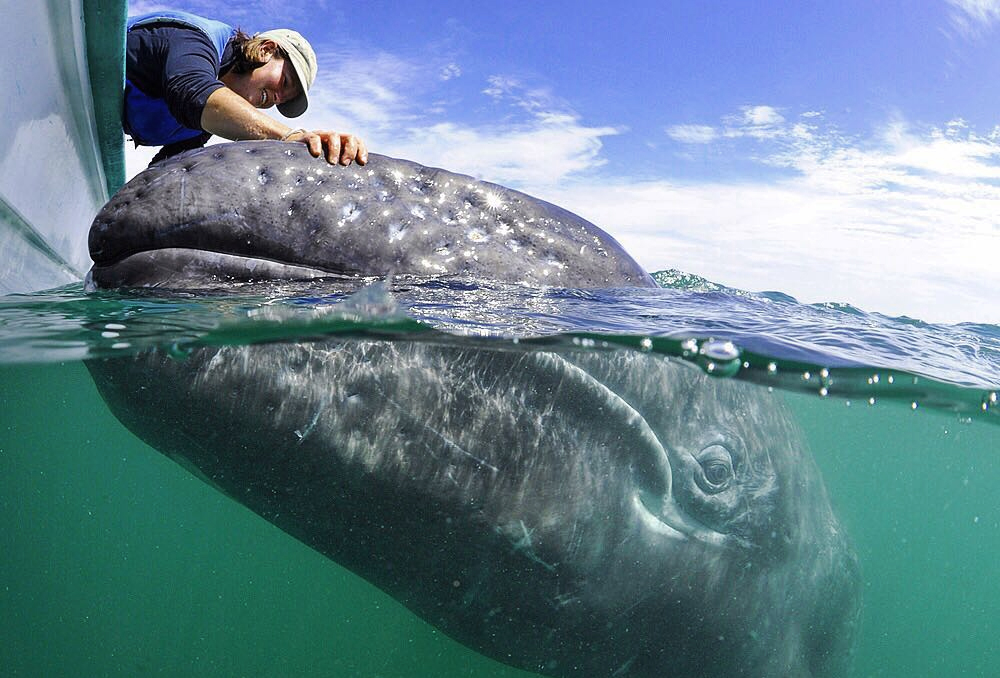 Los mejores lugares para el avistamiento de ballenas en Ecuador