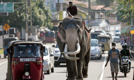 Los borrachos no podrán manejar elefantes domesticados en Sri Lanka