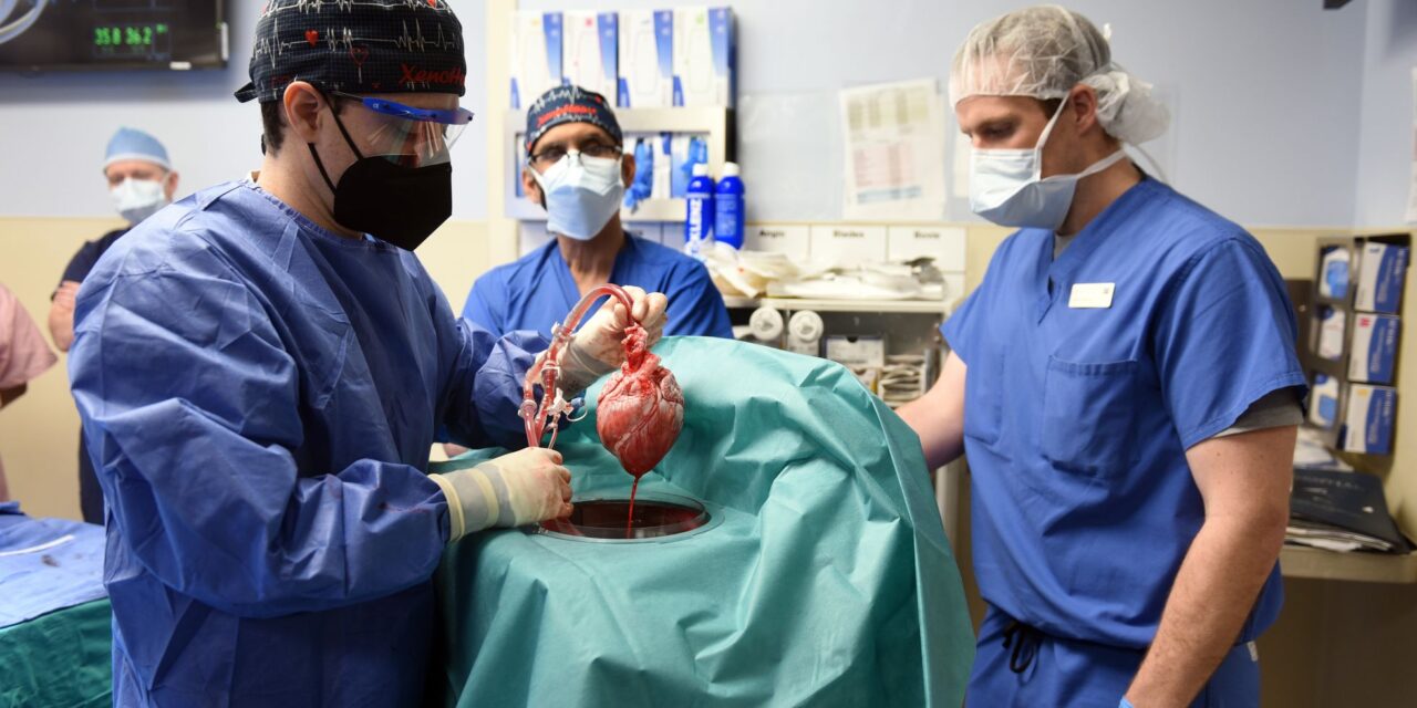 Lograron con éxito el primer trasplante con corazón de cerdo a un humano