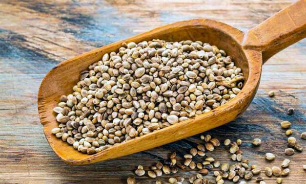 Las semillas de cáñamo regulan el colesterol y el azúcar