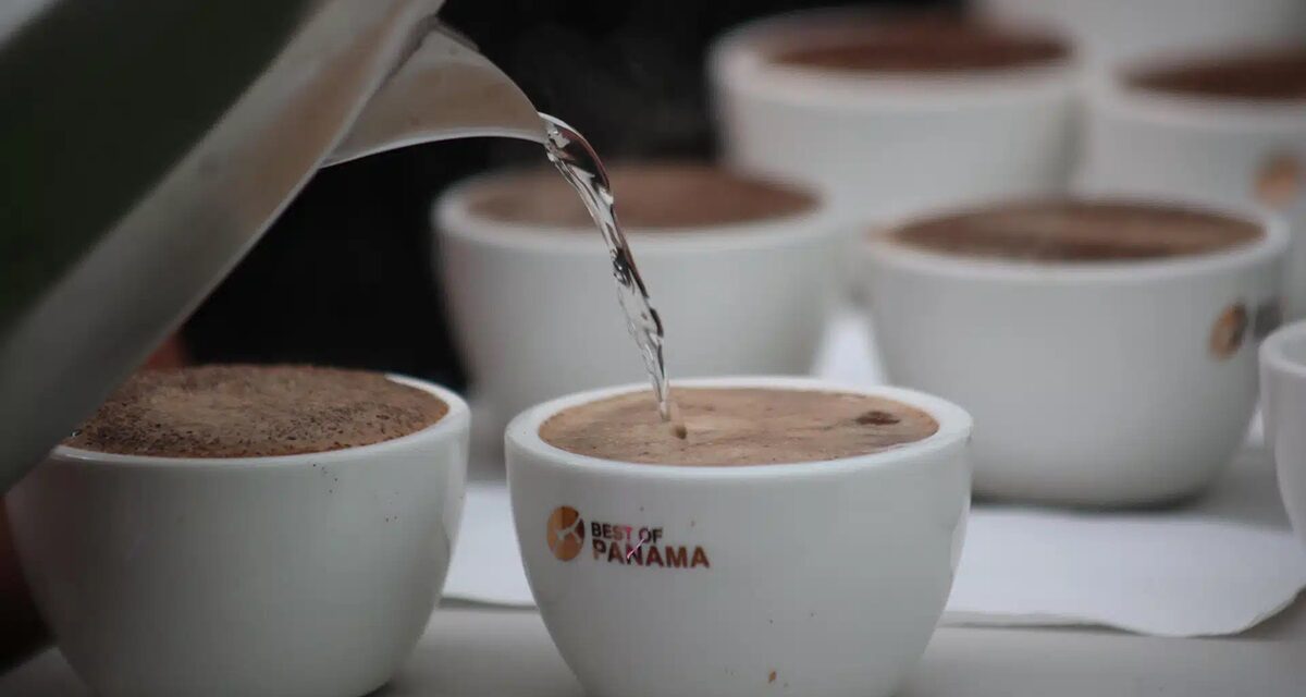 El café de Panamá, el más caro del mundo, tendrá subasta millonaria