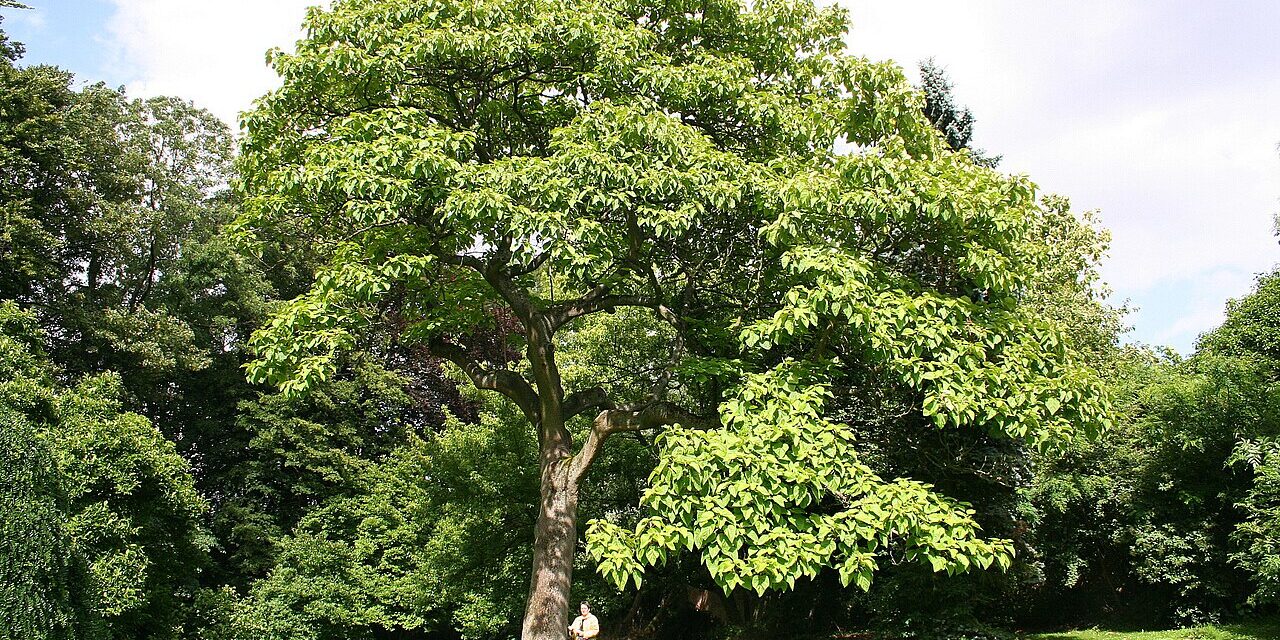 Paulownia, el árbol que amenaza el negocio de la madera