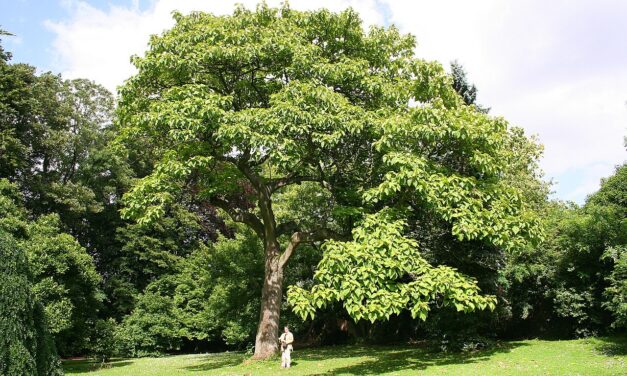 Paulownia, el árbol que amenaza el negocio de la madera