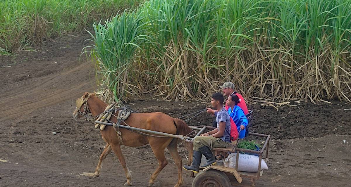 La ruina del campo cubano