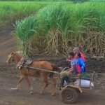 La ruina del campo cubano