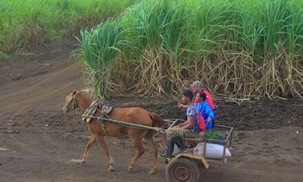La ruina del campo cubano
